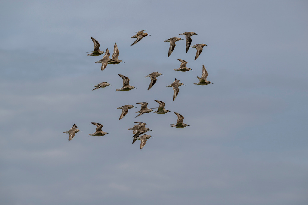 260606_Texel_9787_mr | Entdecke exklusive Fotografie im muebri Shop: Stimmungsvolle Motive  Naturaufnahmen und mehr. Jetzt hochwertige Wandbilder und Fotoabzüge online kaufen! - Realisiert mit Pictrs.com