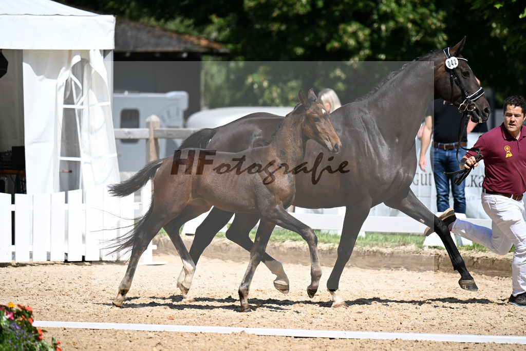 Kat-Nr. 42 Va Bene x Dante Weltino_SF_Kopp_29251247 | hf-fotografie - Realizzato con Pictrs.com