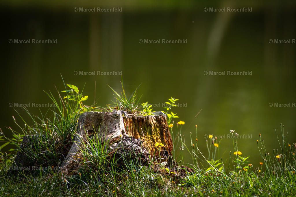 _DSC0604 | foto-rosenfeld