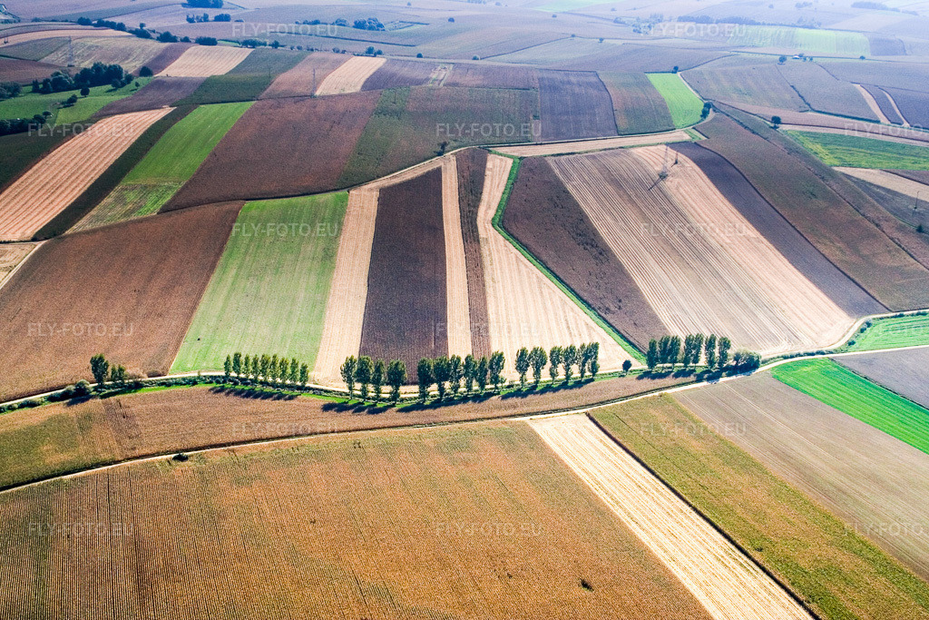 Vue aérienne: Une rangée d'arbres le long d'une route de campagne, en bordure d'un champ. à Niederlauterbach dans le département Bas Rhin, France. Photo: IMG_13568.jpg prise le 28/09/2008 par Werner Riehm/FLY-FOTO.eu – Résolution de l'original: 3456 x 2304 px