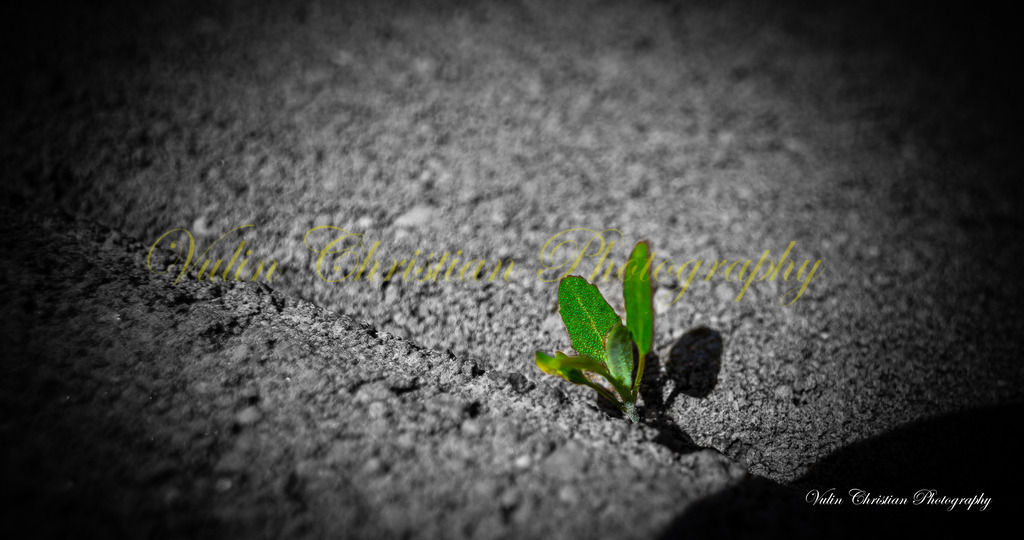 Macro 8 | Christian Vulin  - Realisiert mit Pictrs.com