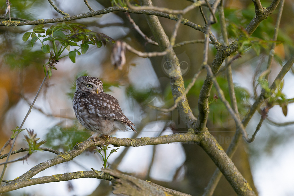 R5M24535_20260430 | Ein Steinkauz (Athene noctua) mit braun-weiß geflecktem Gefieder sitzt auf einem Ast eines Baumes mit frischen grünen Blättern. Die kleine Eule hat ihren Kopf gedreht und schaut mit ihren großen, gelben Augen neugierig in die Kamera. - Realisiert mit Pictrs.com