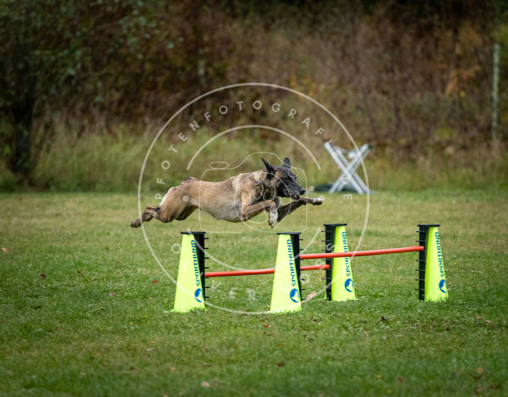 Pfotenfotografie_DV3A1482 | Hundefotografie, Tierfotograf, Pfotenfotografie, Fotoshooting Hund, Hunde Portrait, Hundesport, Hundeportraits, Heideshooting, Hunde, Sportfotograf, Hundefotograf, Turnierhundsport, THS,  - Realisiert mit Pictrs.com