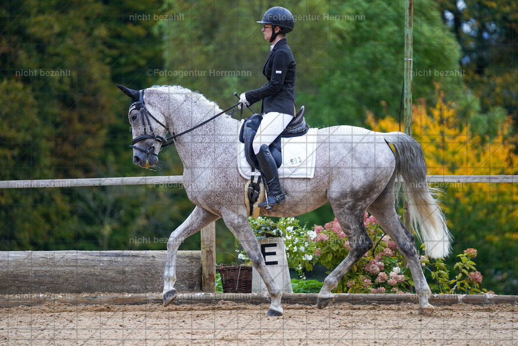20221008-FAH00681 | Diessen am Ammersee, 2022, Dressur- und Springturnier, Reitsportbilder, Turnierfotografen Bayern, Pferdefotografen, Fotoagentur Herrmann, Turnierbilder