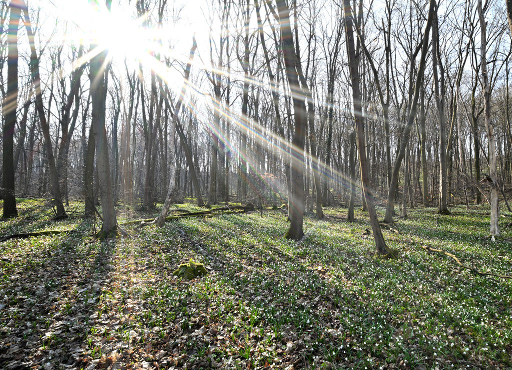 MärzenbecherWald02 | lucisnaturbilder - Realisiert mit Pictrs.com