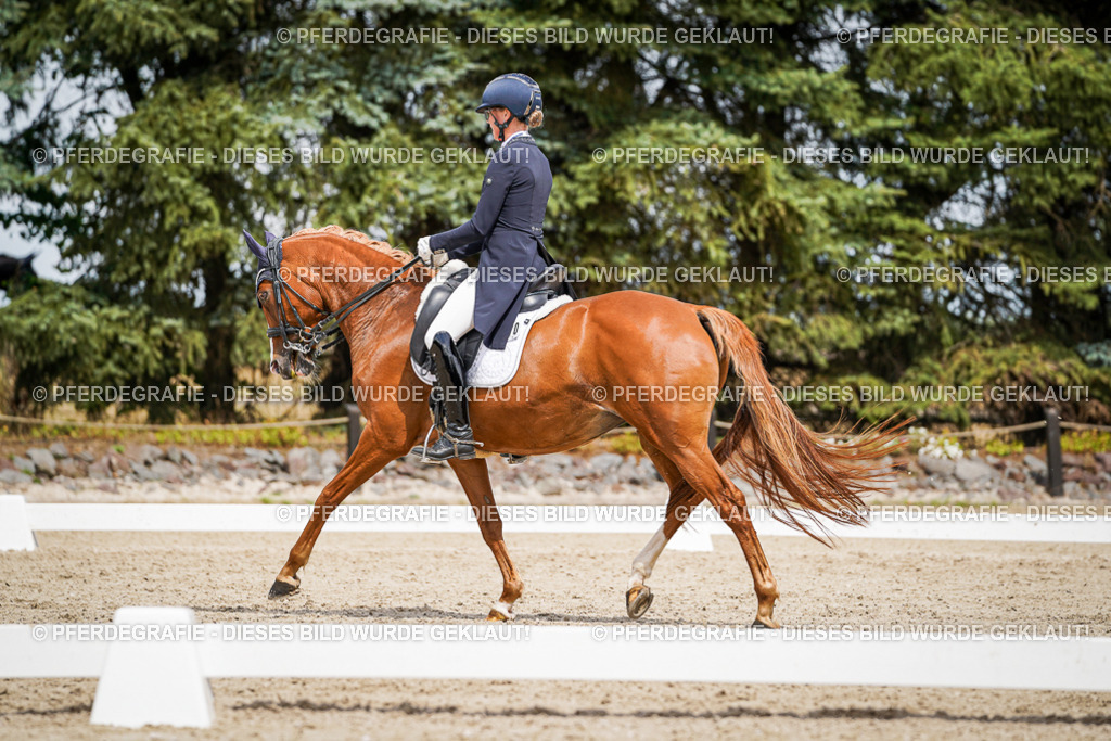 DSC06185 | Pferdegrafie