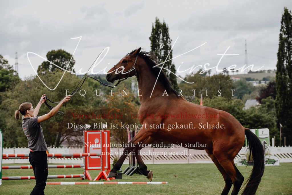 DSC_3971 | Pferde- und Turnierfotografie in Westsachsen. Pferdeportraits, Auftragszeichnungen und intuitive Kunst.