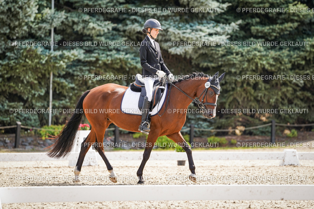 DSC08716 | Pferdegrafie