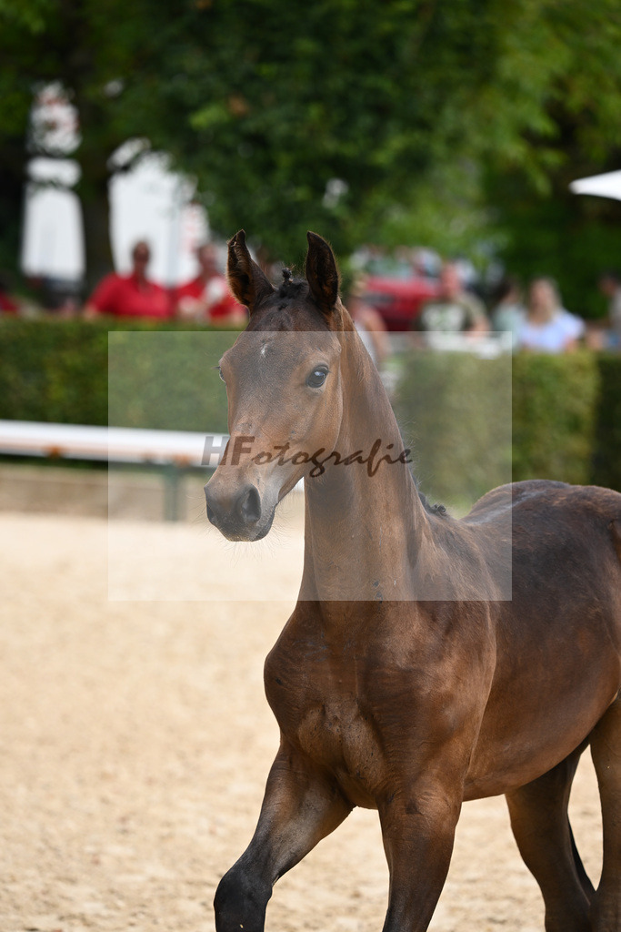 Kat-Nr. 64 HF F-DAvie x Don Martillo_Wiedmann_27230323 | hf-fotografie - Realisiert mit Pictrs.com