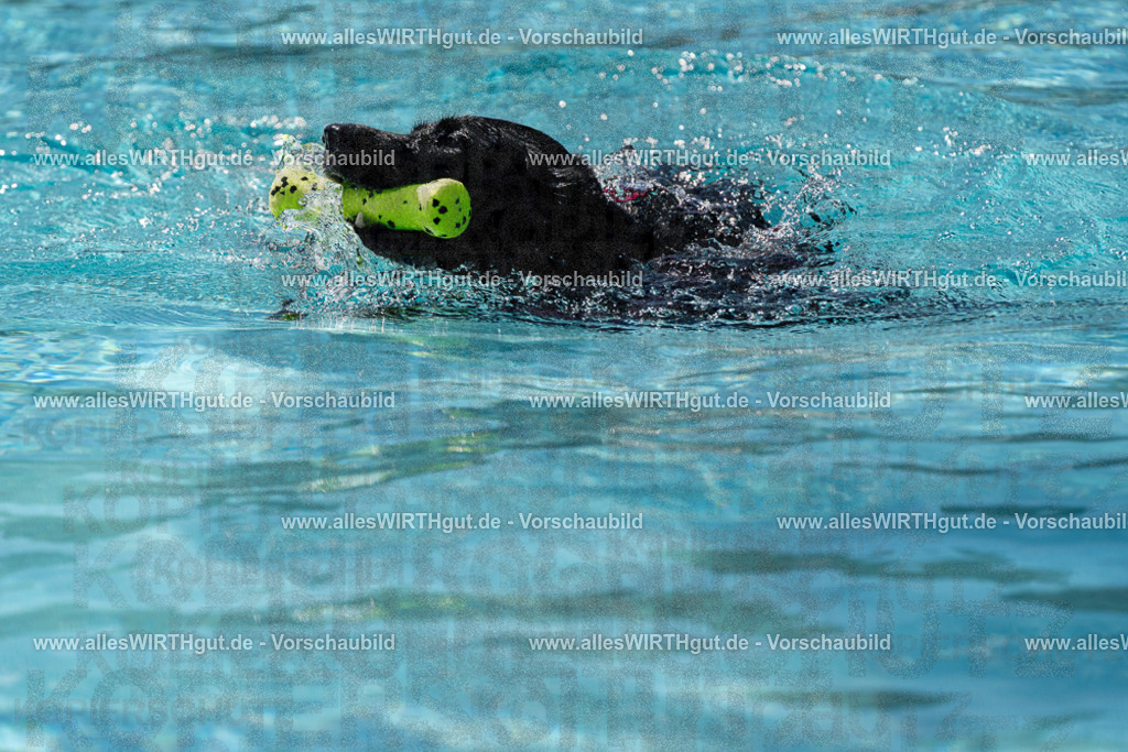 Hundeschwimmen_Volksbad_2026-allesWIRTHgut_Tierfotografie-2609061209-FAY06385 | Professionelle Tierfotografie in Mönchengladbach von Daniel Wirth (allesWIRTHgut). Liebevolle & natürliche Bilder von Hunden & Katzen für unvergessliche Erinnerungen.