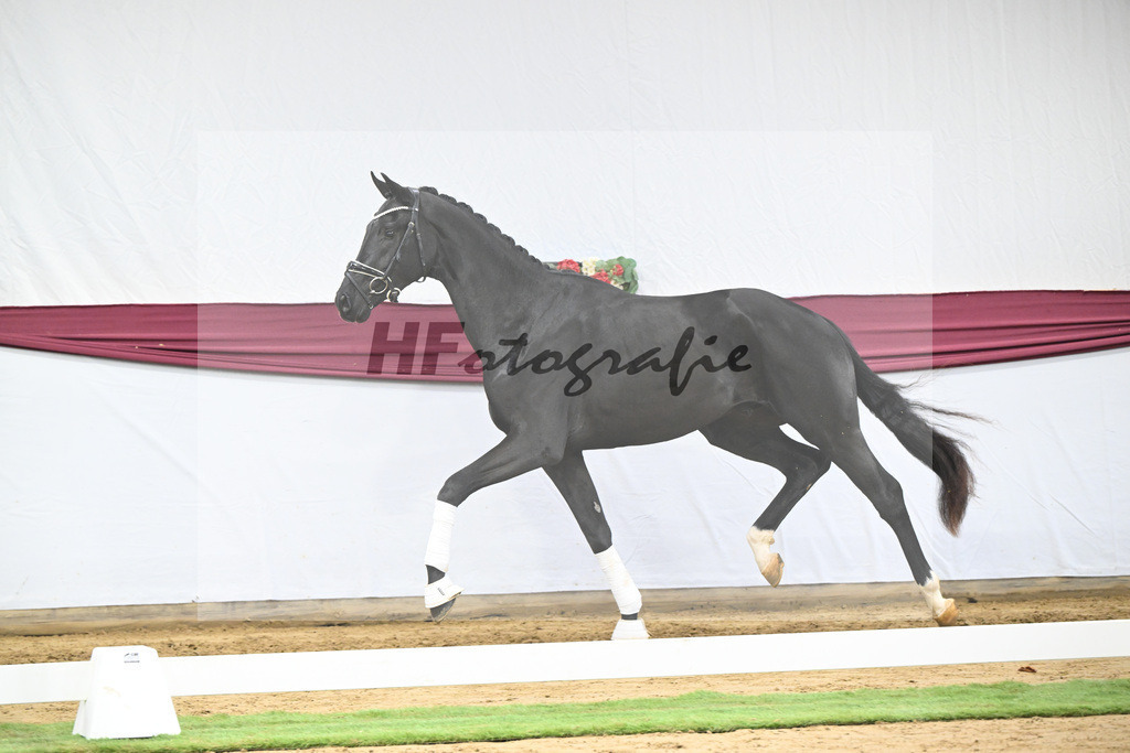 Kat-Nr. 65 Zalando x Fuerstenball_Gestuet Dobel_47252467 | hf-fotografie - Realisiert mit Pictrs.com