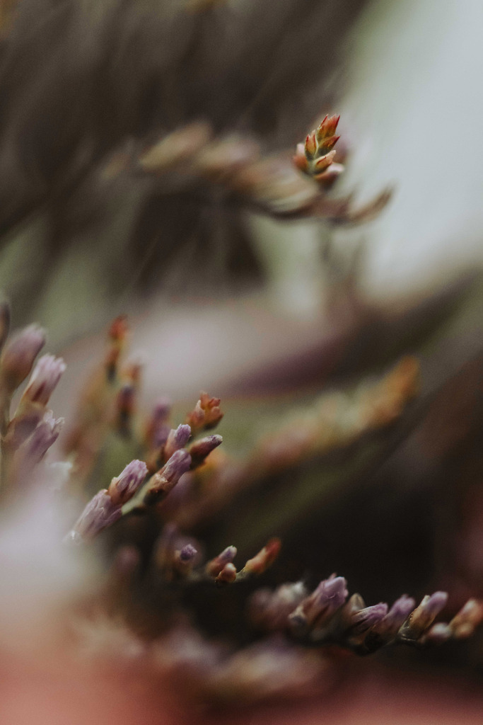 Makro_Nov_2023_47 | Du suchst natürliche und atmosphärische Prints oder Leinwanddrucke? In diesem Shop gibt es alles, nur kein Mainstream. - Realisiert mit Pictrs.com