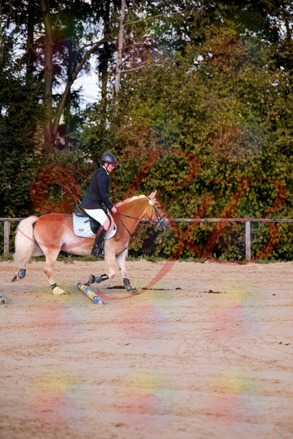 2026_10_03_Siefer-Hof_145426_Z81_34475524 | Professionelle Reitsport-, Turnier- und Eventfotografie von Robert Broda. Galerien mit ausgewählten und bearbeiteten Bildern direkt online ansehen und bestellen.