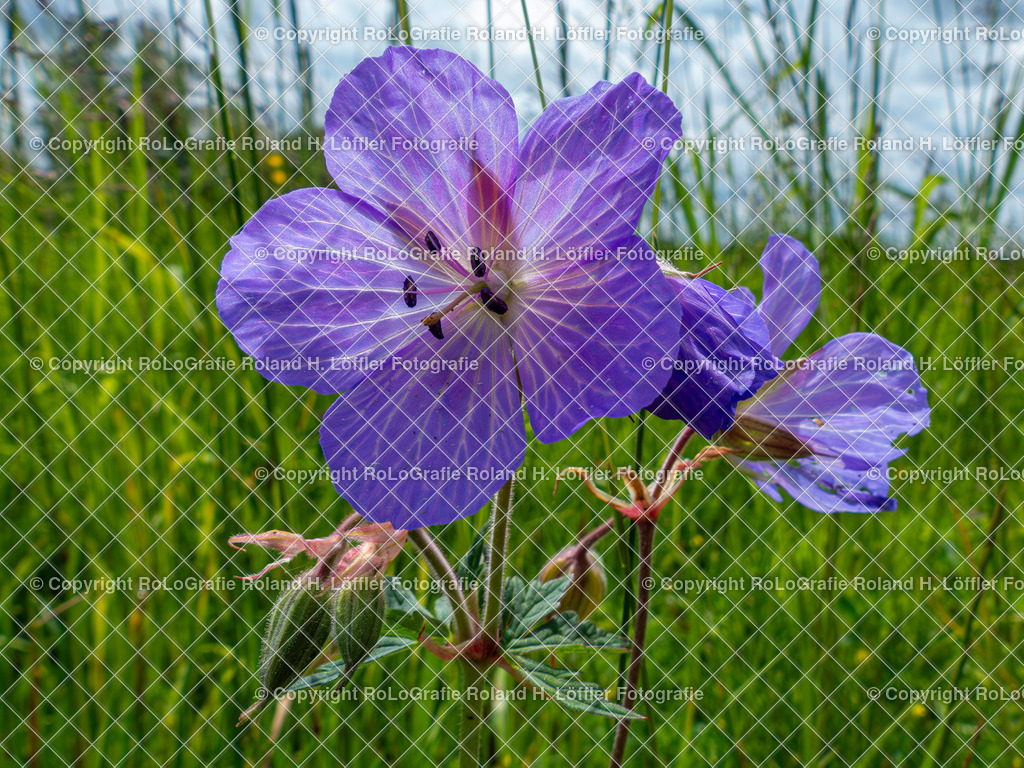 Wiesen-Storchschnabel_Geranium pratense L._Familie-Geraniaceae (2) | Wiesen Storchschnabel, Geranium pratense L., aus der Familie der Geraniaceae - Realisiert mit Pictrs.com