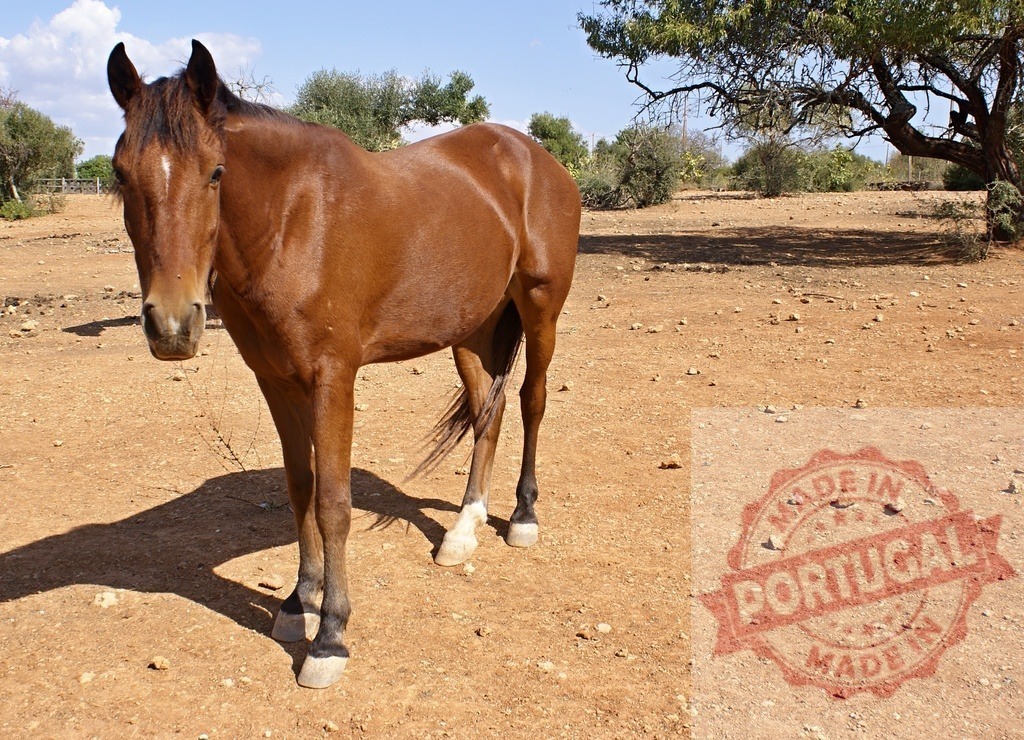 Brown bay horse standing on dry farm ground | Bay horse standing outdoors on dry, dusty ground under a blue sky - Realized with Pictrs.com