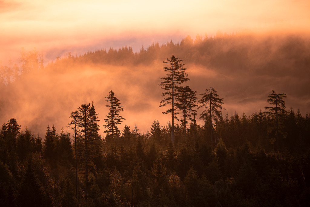 Morgenstimmung im Nationalpark Schwarzwald | Herbstlicher Sonnenaufgang über den Wäldern des Nationalpark Schwarzwald - Realisiert mit Pictrs.com