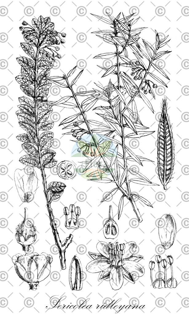 HistAbb_wfo-0000492826_1_ENZY_Simple | Historische Abbildung von Sericolea ridleyana - Elaeocarpaceae | Historical Illustration of Sericolea ridleyana - Elaeocarpaceae