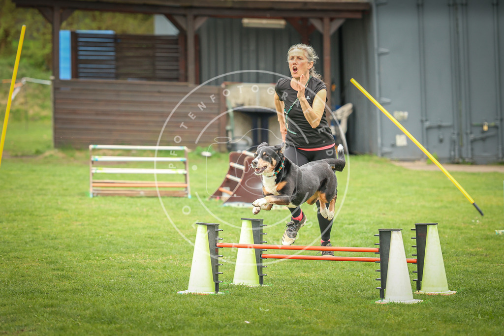 Pfotenfotografie_0L8A0066 | Hundefotografie, Tierfotograf, Pfotenfotografie, Fotoshooting Hund, Hunde Portrait, Hundesport, Hundeportraits, Heideshooting, Hunde, Sportfotograf, Hundefotograf, Turnierhundsport, THS,  - Realisiert mit Pictrs.com