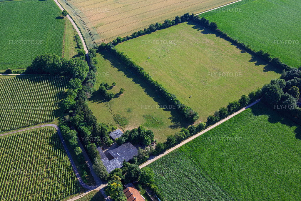 Luftbild: Koppel von Trakehner-Friedrich in Minfeld im Bundesland Rheinland-Pfalz in Deutschland. Foto: IMG_083080.jpg vom 26.06.2015 durch Werner Riehm/FLY-FOTO.de