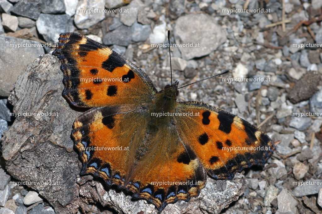 Nymphalis polychloros-007 | Das Bilderarchiv über Tiere, Planzen und Landschaften. In der Bilddatenbank finden Sie ein große Auswahl an hochwertigen Bilder für Ihre Werbung - Realized with Pictrs.com