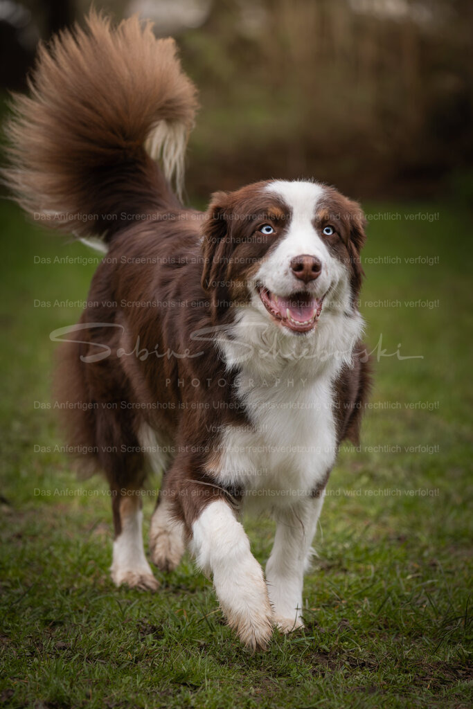 Hund-09_14.03.2026_DSCF6819 | People- und Tierfotografie, Imageaufnahmen, Veranstaltungsfotografie und Wandbilder aus der Natur ★ Made in Germany ✔️ Druck + Downloads ✔️ Naturfotografie in Top Qualität ★ schneller Versand, weltweite Lieferung! - Realisiert mit Pictrs.com