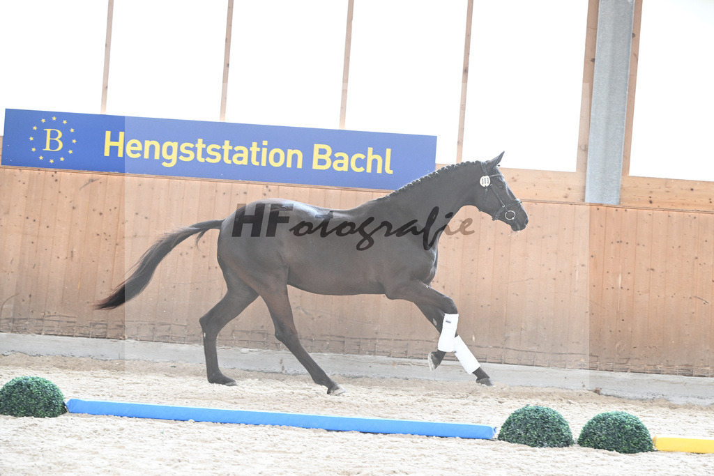 Kat-Nr. 83 Midnight v. Millennium_Paintmayer_7241182 | hf-fotografie - Realisiert mit Pictrs.com