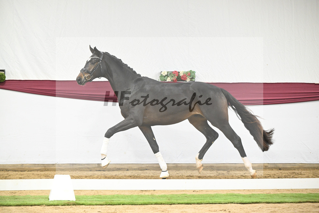 Kat-Nr. 105 Floricello x Sir Donnerhall_Frieder Heilemann_47253540 | hf-fotografie - Realisiert mit Pictrs.com