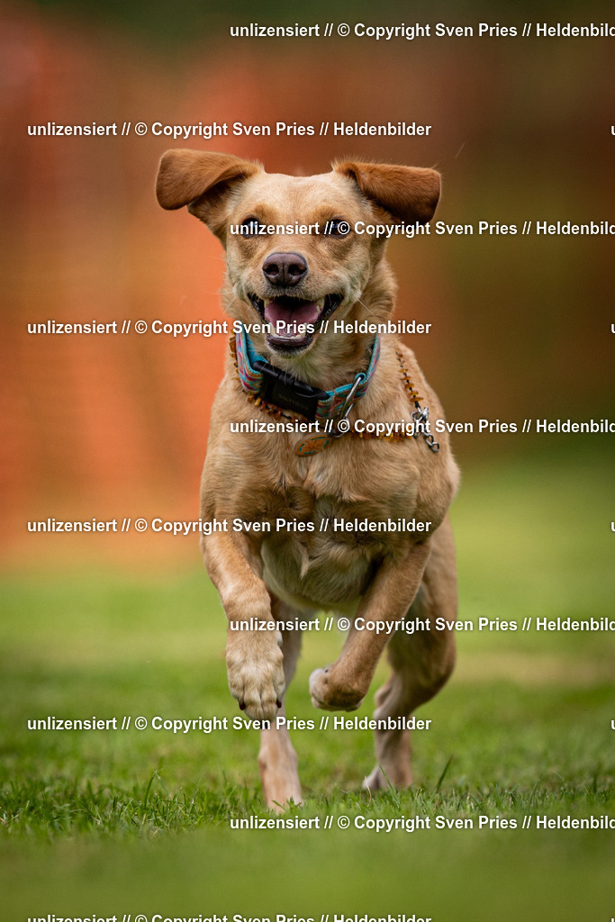 Sven Pries | 2024-09-22 - Hunderennen Baden-BadenPudelverein - Realisiert mit Pictrs.com