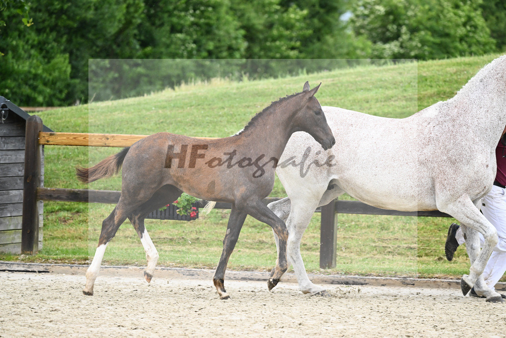Kat-Nr. 42 SF Benicio_Rudolph_17231548 | hf-fotografie - Realisiert mit Pictrs.com