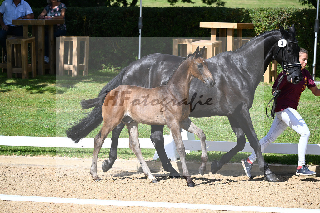 Kat-Nr. 3 HF Montgomery x Hotline_Mayer_27230066 | hf-fotografie - Realisiert mit Pictrs.com