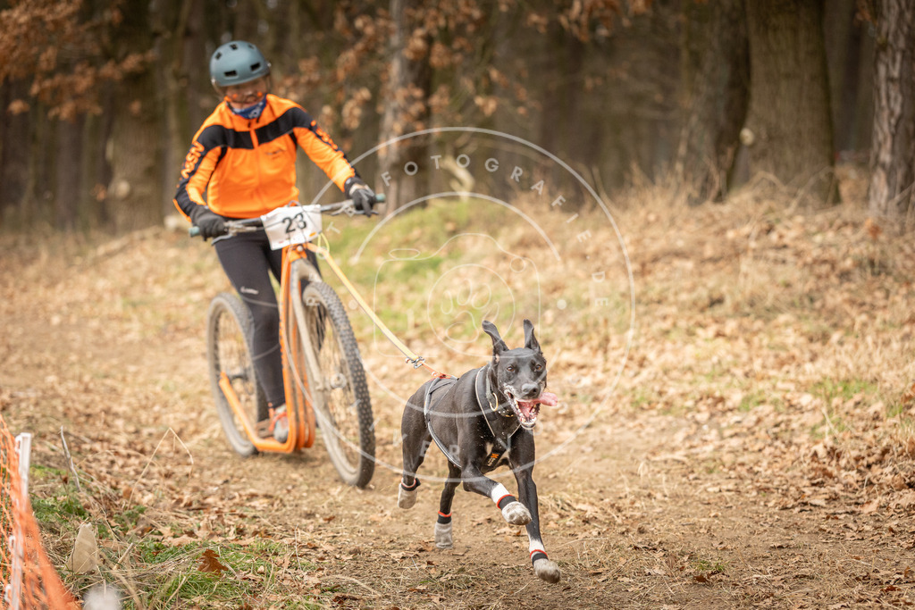 Pfotenfotografie_DV3A4153 | Hundefotografie, Tierfotograf, Pfotenfotografie, Fotoshooting Hund, Hunde Portrait, Hundesport, Hundeportraits, Heideshooting, Hunde, Sportfotograf, Hundefotograf, Turnierhundsport, THS,  - Realisiert mit Pictrs.com