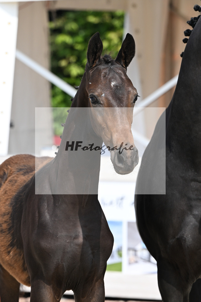 Escaneno x Ganymedes_HF_Amann_12250181 | hf-fotografie - Realisiert mit Pictrs.com