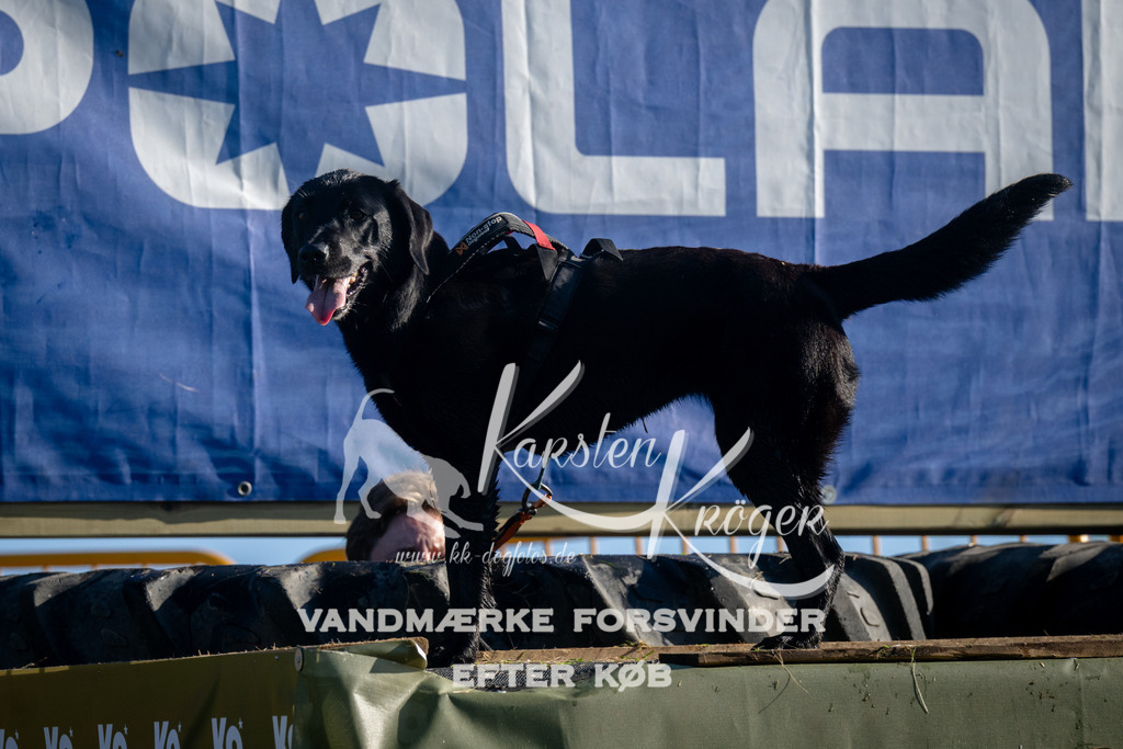 0845_ZZ94911 | kk-dogfotos