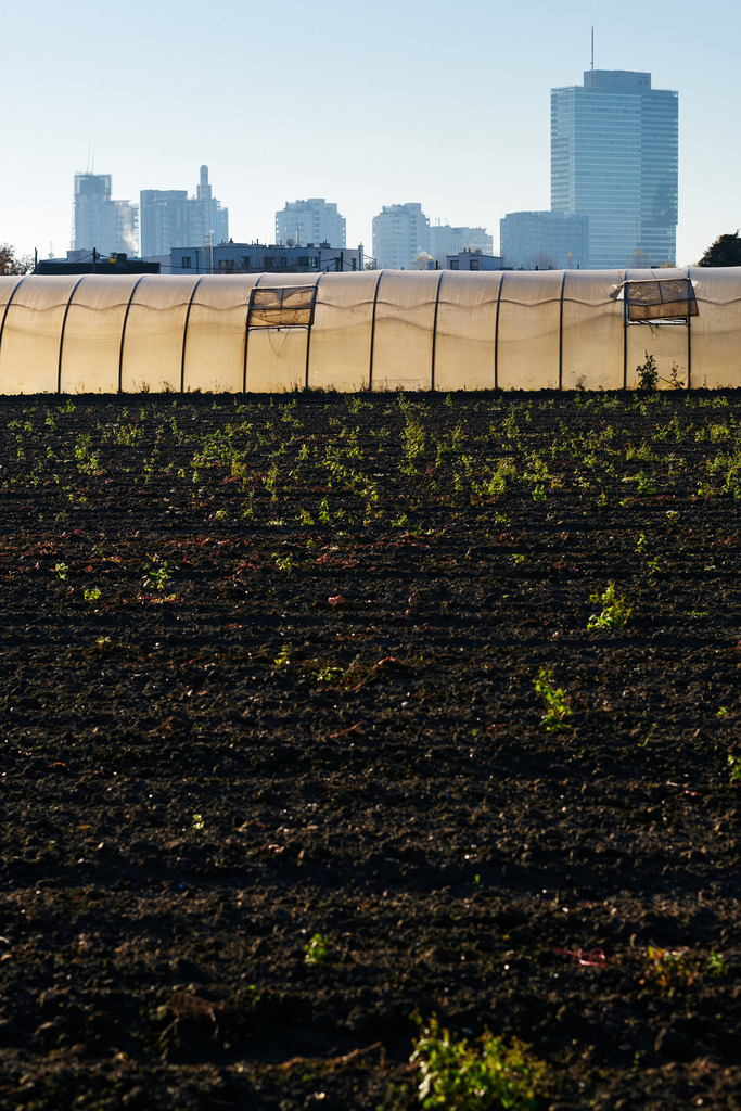 Blick über einen Acker und einer Gärtnerei auf die Donaucity | Wien, Austria - November 18, 2020: Wiener Wohnen; Blick über einen Acker und einer Gärtnerei auf die Donaucity. - Realisiert mit Pictrs.com
