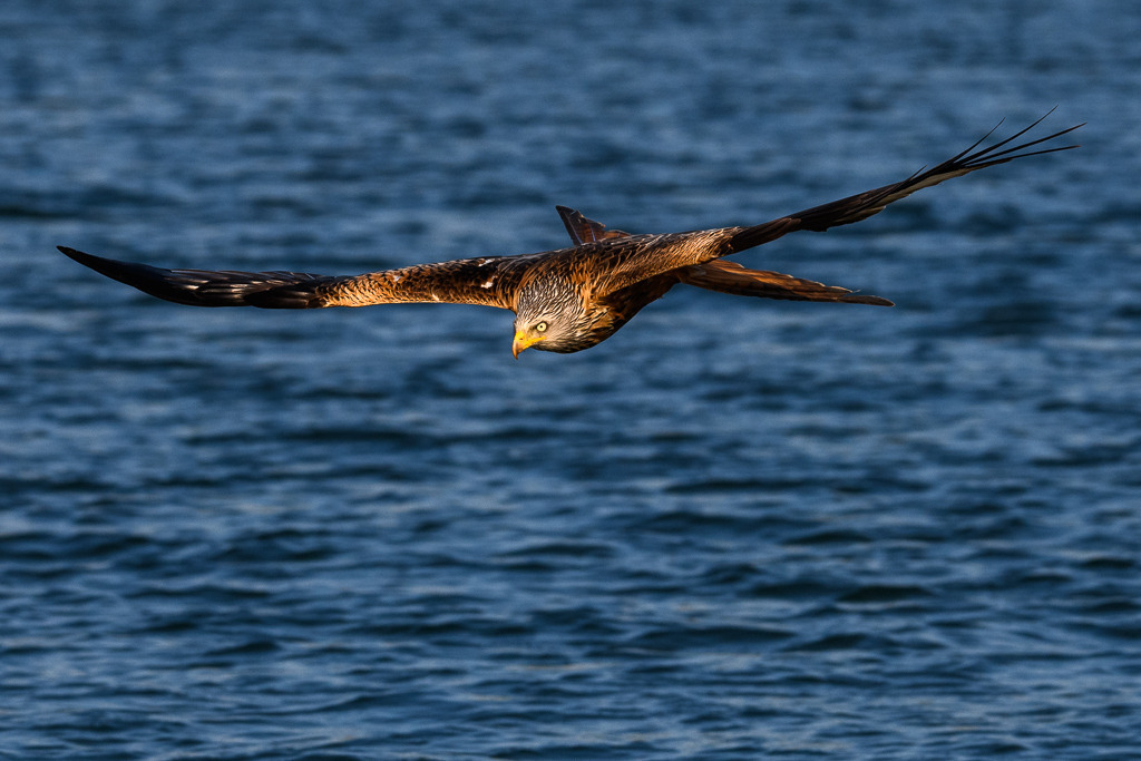 milan-2018-181 | Ein Roter Milan (Milvus milvus) im Anflug auf eine erspähte Beute. Das Foto entstand mit einer Nikon D850 am Breiten Luzin im Naturpark Feldberger Seenlandschaft in Mecklenburg-Vorpommern. - Realisiert mit Pictrs.com