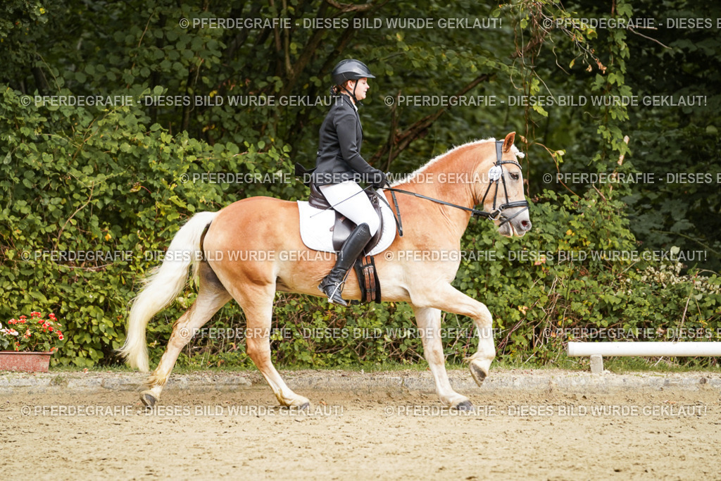 DSC00022 | Pferdegrafie