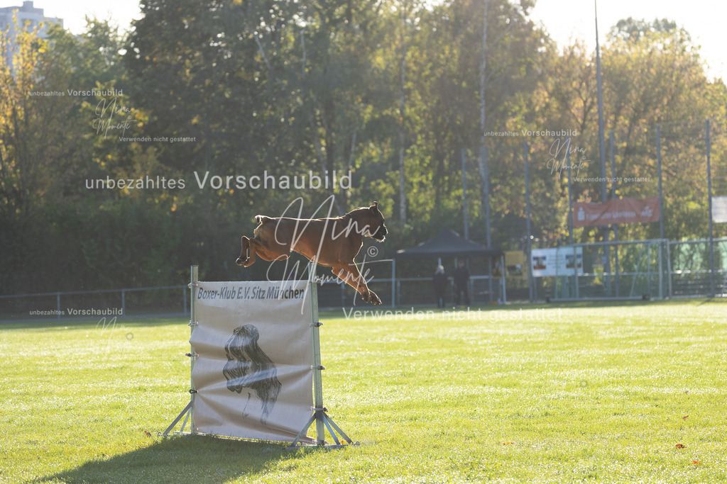 _16A6277 | Einzigartige Fotos von Hunden & Menschen –Actionfotos, Portraits, Vereinsaufnahmen & Paarshootings – authentisch, lebendig & mit Herz.