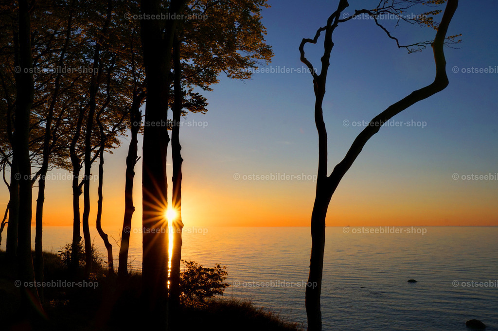 Abendwald | Bäume wie mit schwarzer Tinte gezeichnet rahmen den Sonnenuntergang über der Ostsee.