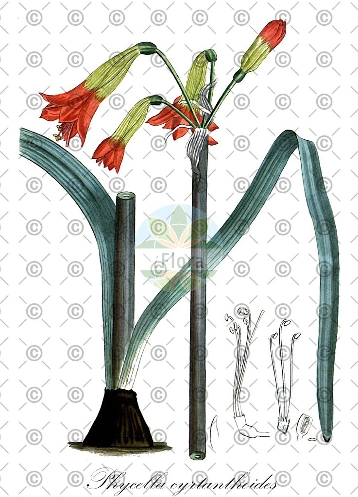 HistAbb_6PFP_1_ENZY_Simple | Historische Abbildung von Phycella cyrtanthoides - Amaryllidaceae | Historical Illustration of Phycella cyrtanthoides - Amaryllidaceae