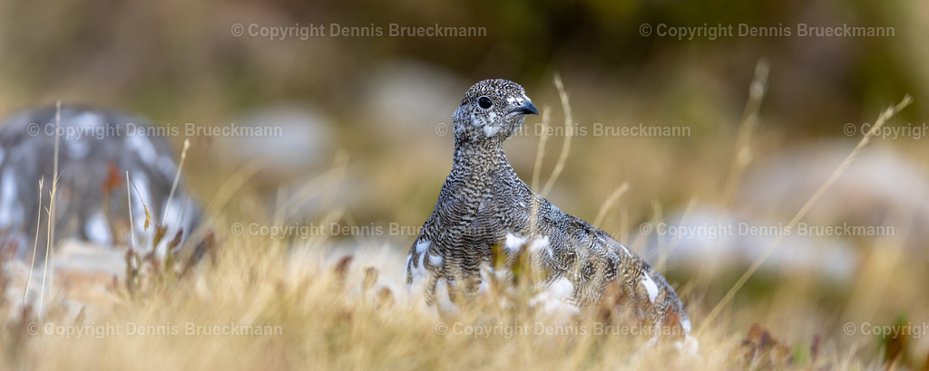 Schneehuhn | Dennis-Brueckmann-Fotografie - Realisiert mit Pictrs.com