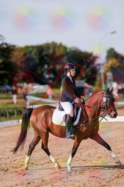2026_10_03_Siefer-Hof_115437_Z81_94011543 | Professionelle Reitsport-, Turnier- und Eventfotografie von Robert Broda. Galerien mit ausgewählten und bearbeiteten Bildern direkt online ansehen und bestellen.