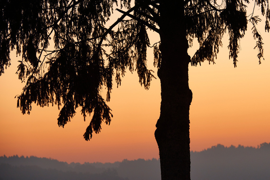 Baumstamm Shilouette | Rohr, Austria - November 01, 2015: Zickentaler Moor, Baumstamm Shilouette. - Realisiert mit Pictrs.com