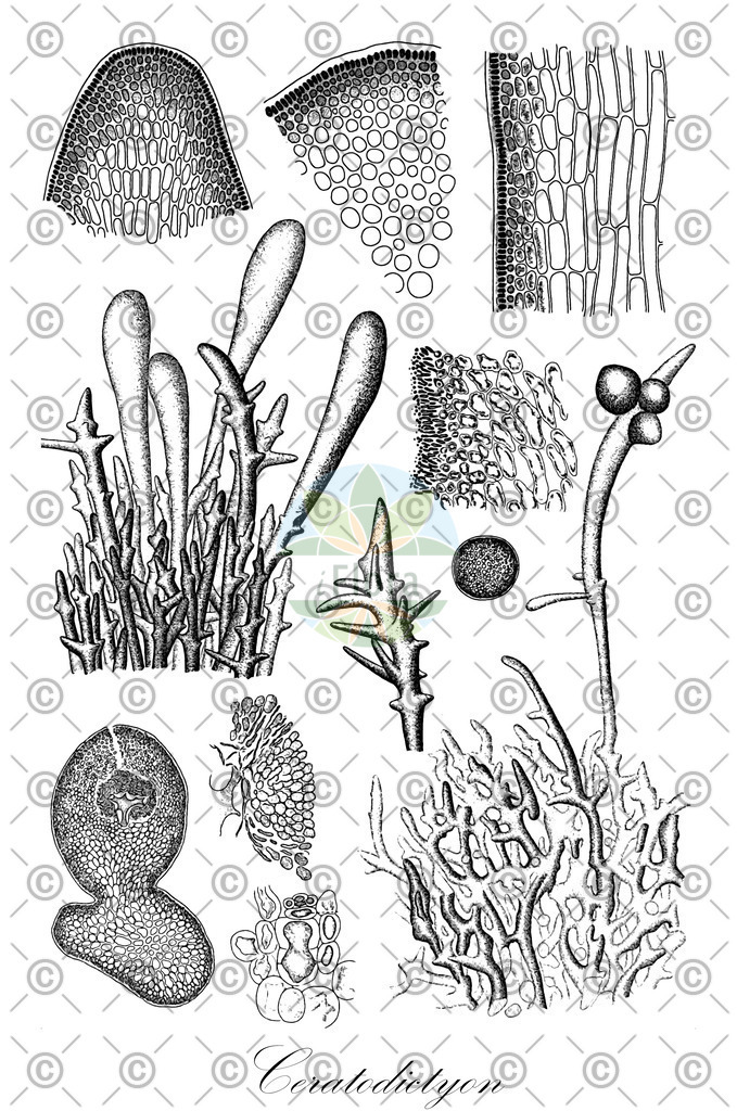 HistAbb_wfo-0001180270_1_ENZY_Simple | Historische Abbildung von Ceratodictyon - Lomentariaceae (0) | Historical Illustration of Ceratodictyon - Lomentariaceae (0)