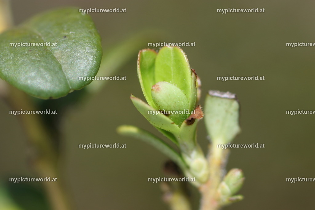 Preiselbeere-005 | Das Bilderarchiv über Tiere, Planzen und Landschaften. In der Bilddatenbank finden Sie ein große Auswahl an hochwertigen Bilder für Ihre Werbung - Realized with Pictrs.com