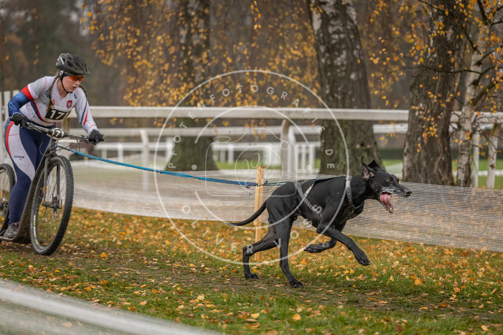 CaniXpix_DV3A8131 | Hundefotografie, Tierfotograf, Pfotenfotografie, Fotoshooting Hund, Hunde Portrait, Hundesport, Hundeportraits, Heideshooting, Hunde, Sportfotograf, Hundefotograf, Turnierhundsport, THS,  - Realisiert mit Pictrs.com