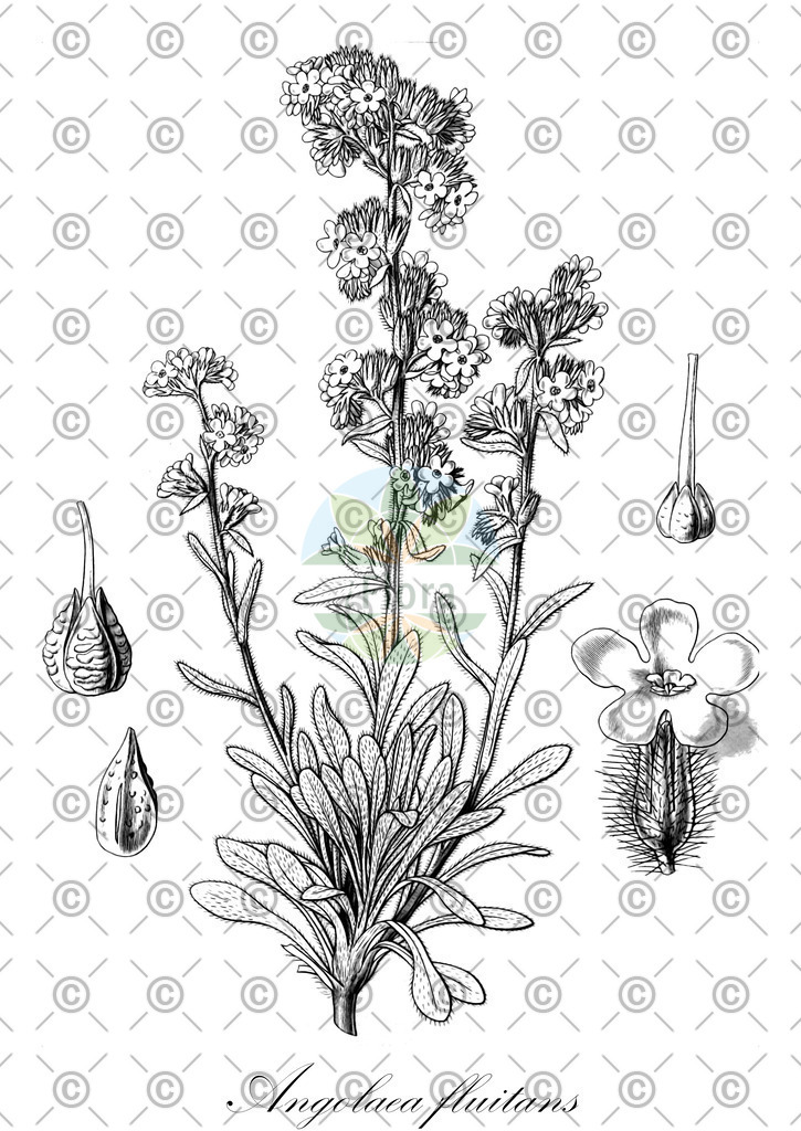 HistAbb_wfo-0000536542_313_ENZY_Simple | Historische Abbildung von Angolaea fluitans - Podostemaceae | Historical Illustration of Angolaea fluitans - Podostemaceae