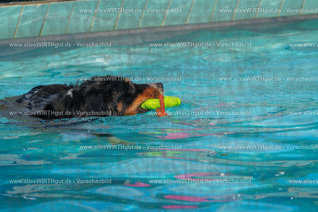 Hundeschwimmen_Grefrath_2026-allesWIRTHgut_Tierfotografie-13_41-FAY00708 | Professionelle Tierfotografie in Mönchengladbach von Daniel Wirth (allesWIRTHgut). Liebevolle & natürliche Bilder von Hunden & Katzen für unvergessliche Erinnerungen.