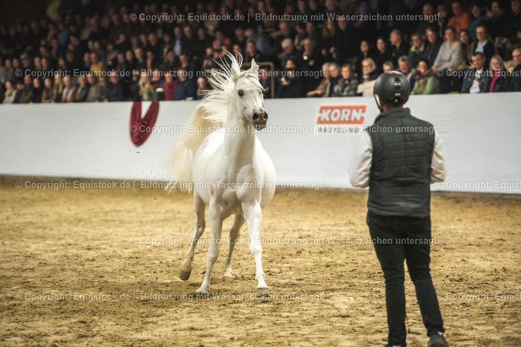 20240302_Hengstvorstellung_Marbach_TOMsPiC_1174 | equistock