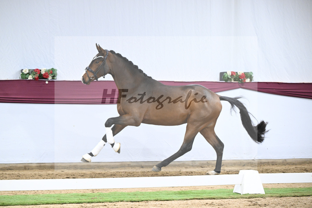 Kat-Nr. 136 Va Bene x Topas_Dr. Dieter Schuele_47254698 | hf-fotografie - Realisiert mit Pictrs.com