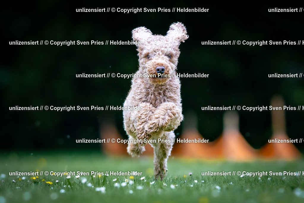 Sven Pries | 2026-05-14 - Hunderennen KA Durlach Vatertag 2026 - Realisiert mit Pictrs.com